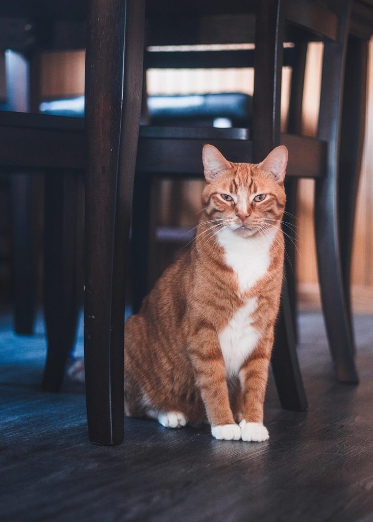 cat, nature, feline, whiskers, pet, chair, home, orange male cat, male cat, animal, cat, cat, cat, cat, cat