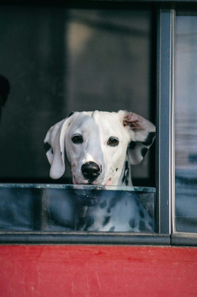 Adorable Dalmatian dog curiously peeking out from a car window, showcasing its charming spots.